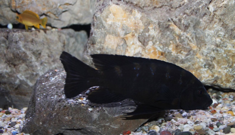 Pseudotropheus crabro